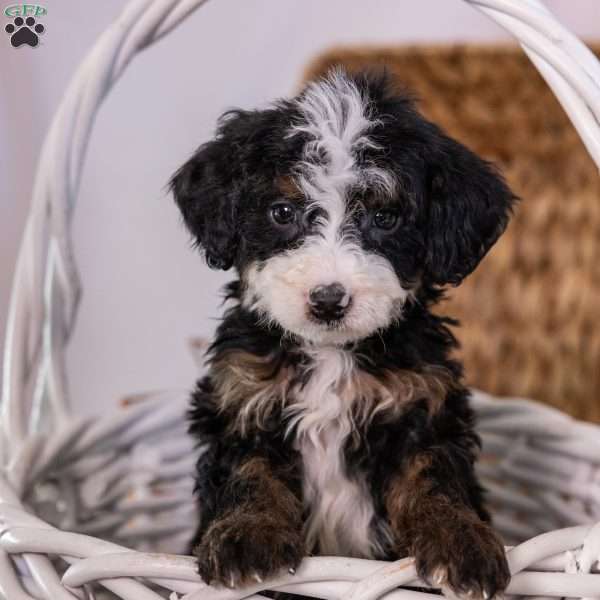 Hercules, Mini Bernedoodle Puppy